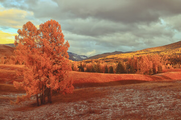 辅助教程“手机上金花为什么都输”开挂(透视)最新辅助详细